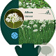 Allium tuberosum GM P9
