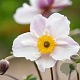 Anemone Dainty Swan GM P9
