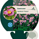 Anemone h. 'Praecox' GM P9