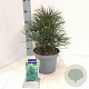 Sciadopitys verticillata 25-30 cm 5,0L