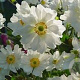 Anemone hyb. 'Coupe d'Argent' GM P9
