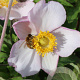 Anemone hyb. 'Hadspen Abundance' GM P9