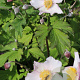 Anemone hyb. 'Hadspen Abundance' GM P9