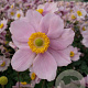 Anemone hyb. 'Serenade' GM P9