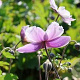 Anemone Regal Swan GM P9