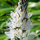Asphodelus lusitanicus GM P9
