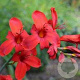 Crocosmia 'Hellfire' GM P9