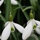 Galanthus (imp) 'Atkinsii' GM P9
