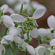 Galanthus (dou) 'Hippolyta' GM P9