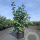 Viburnum opulus 'Roseum' 80-100 cm 20L