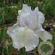 Iris (G) 'English Cottage' GM P9