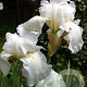 Iris e. 'White Ladies' GM P9