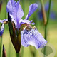 Iris sib. Fran's Gold GM P9