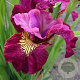 Iris sib. 'Miss Apple' GM P9