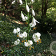 Lilium martagon album GM  P11