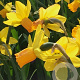 Narcissus (cyc) 'Jetfire' GM P9