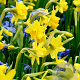 Narcissus (otr) 'Tête-à-Tête' GM P9