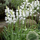 Ornithogalum reverchonii GM P9