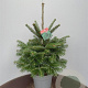 Abies nordmanniana 50-60 cm 10L