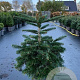 Abies nordmanniana 70-80 cm 15L