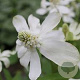 Anemopsis californica GM P9