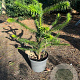 Araucaria araucana 60-80 cm 10L