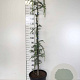 Cedrus l. 'Glauca Pendula' 150-175 cm draadkluit solitair