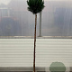 Chamaecyparis l. 'Columnaris' 160 cm stam 25L bol