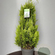 Chamaecyparis l. 'Yvonne' 80-100 cm 10L