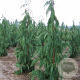 Chamaecyparis n. 'Pendula' 600-700 cm draadkluit solitair