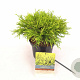 Chamaecyparis p. 'Filifera Aurea' 25-30 cm 2,0L