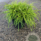 Chamaecyparis p. 'Filifera Nana' 25-30 cm 2,0L