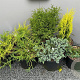 Chamaecyparis p. 'Filifera Nana' 25-30 cm 2,0L