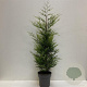 Cupressocyparis l. 'Castlewellan' 125-150 cm 12L