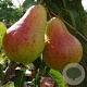 Pyrus c. 'Bon Chrétien Williams' GM 50L dubbele u vorm