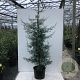 Cupressus ariz. 'Glauca' 175-200 cm 20L