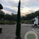 Cupressus semp. 'Pyramidalis' 150-175 cm 20L