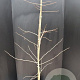 Ginkgo biloba 175-200 cm 10L
