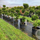 Juniperus chinensis 125-150 cm cont. 90L pompon