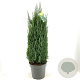 Juniperus chin. 'Stricta' 80-90 cm 18L