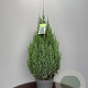 Juniperus chin. 'Stricta' 80 cm stam cont. 70L