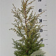 Juniperus comm. 'Gold Cone' 40-50 cm 5,0L