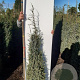 Juniperus comm. 'Hibernica' 100-125 cm met kluit