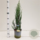 Juniperus s. 'Blue Arrow' 40-60 cm 2,5L