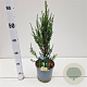 Juniperus s. 'Blue Arrow' 40-60 cm 2,5L
