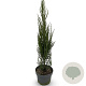 Juniperus s. 'Blue Arrow' 60-80 cm 4,0L