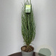 Juniperus s. 'Blue Arrow' 80-100 cm 10L
