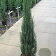 Juniperus s. 'Blue Arrow' 125-150 cm 12L