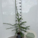 Larix decidua 40-60 cm 2,0L