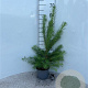 Larix kaempferi 40-60 cm 2,0L